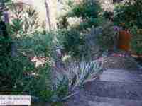 Location maison mitoyenne vacances Hyères