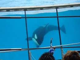 Orca in seinem Becken - Marineland