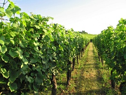 Coeur des vignobes alsaciens