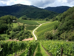 Les vignobles en Alsace proche Colmar