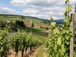 Vignoble proche village alsacien