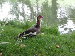 Nature sur le canal du Midi