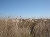 Paysage de Camargue