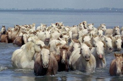 camargue