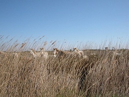 Chevaux sauvage en Camargue