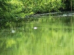 canal-marais-poitevin