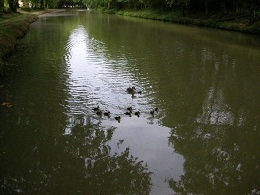 Canard sur le canal du Midi