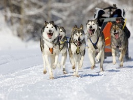 chiens de traineaux