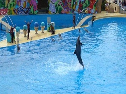 Delphin in Marineland