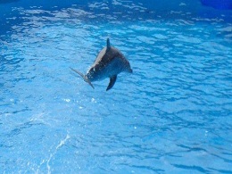 Dauphin de Marineland en train de sauter