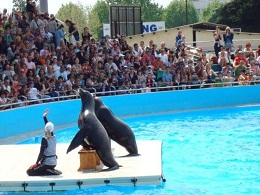 Deux otaries Marineland Antibes