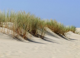 Les dunes sur ile de re