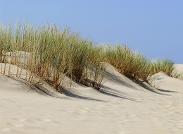 Sanddüne - Ile de Re