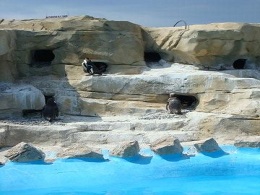 Grottes des manchots Marineland