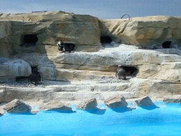 Grottes des manchots Marineland