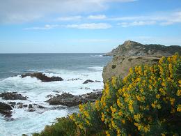 ile du gaou mer et vegetation