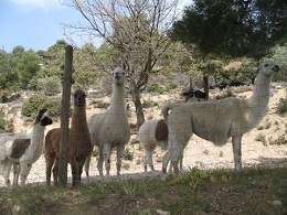 Lama dans le Ventoux