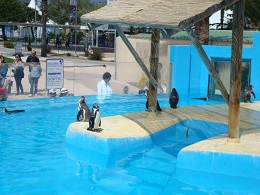 manchots Marineland