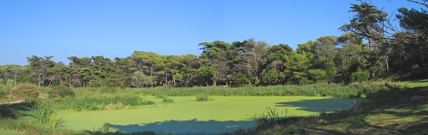 Marais sur Ile de Porquerolles