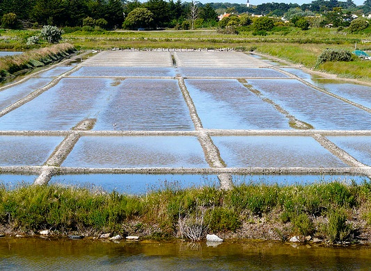 Le marais de Müllembourg en Vendée