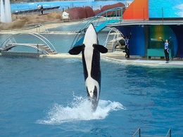 Orque Marineland Antibes en train de sauter