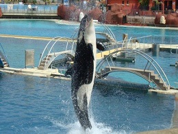 Orca in Marineland