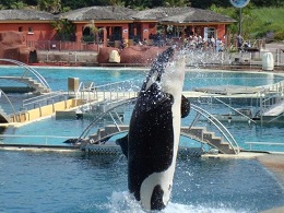 Parc Marineland bassin des orques