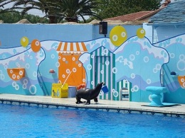 Otarie marineland