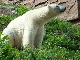 Eisbär in Marineland