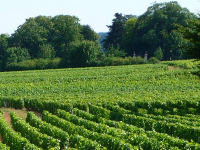 Route des vins de Bourgogne