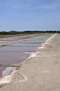 Salins sur ile de Re en Charente Maritime