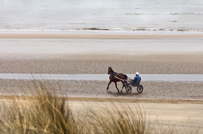 Utah Beach en Normandie - entrainement d'un trotteur