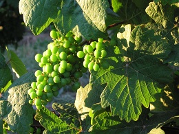 Vigne en Alsace