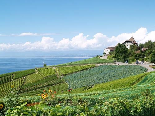 Vignoble sur les rives du lac léman du côté suisse