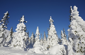 foret des vosges